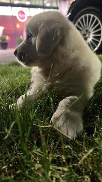 golden retriever – cuccioli bellissimi | Foto 3