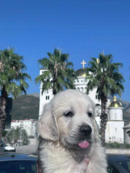 golden retriever – cuccioli bellissimi | Foto 0