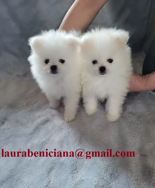 disponibili cuccioli di pomerania  | Foto 2