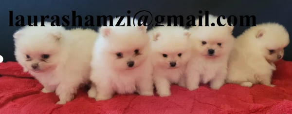 disponibili cuccioli di pomerania  | Foto 1