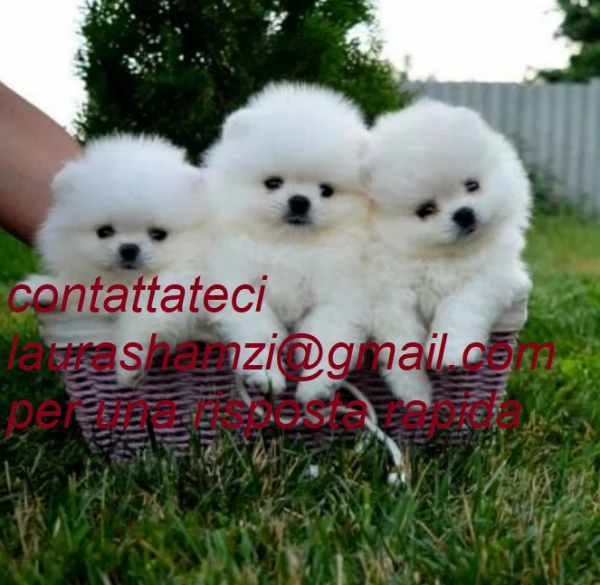 disponibili cuccioli di pomerania 