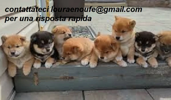 bellissimi cucciolo di shiba inu per adozione