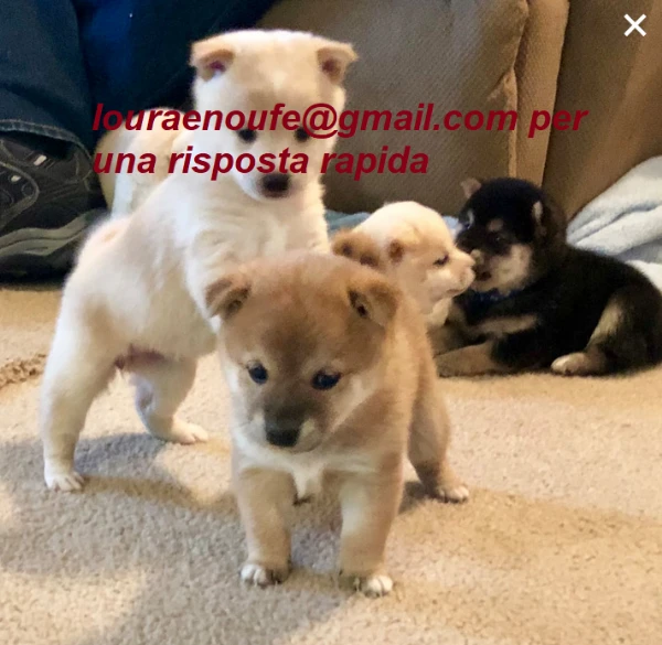 bellissimi cucciolo di shiba inu per adozione | Foto 1