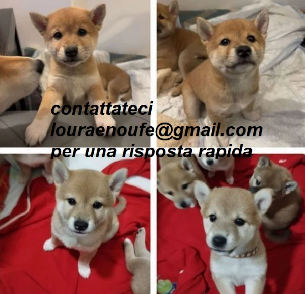 bellissimi cucciolo di shiba inu per adozione