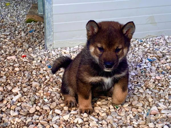 shiba inu | Foto 6