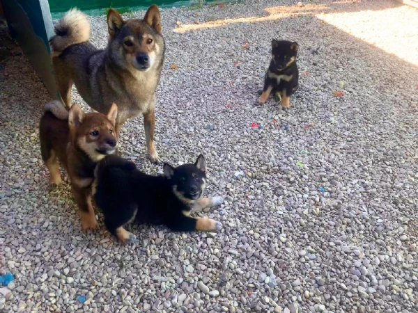 shiba inu | Foto 5