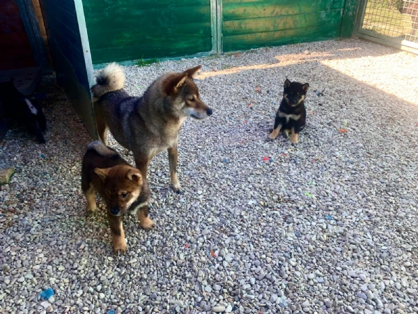 shiba inu | Foto 4