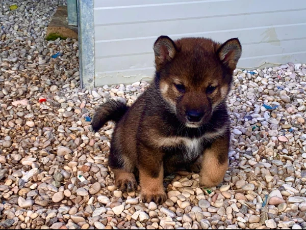 shiba inu | Foto 3
