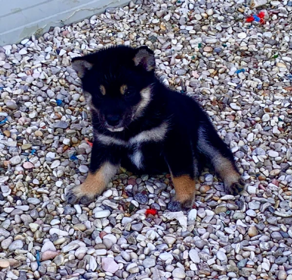 shiba inu | Foto 2
