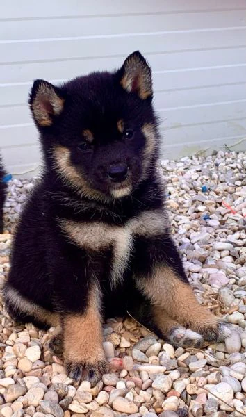 shiba inu | Foto 1