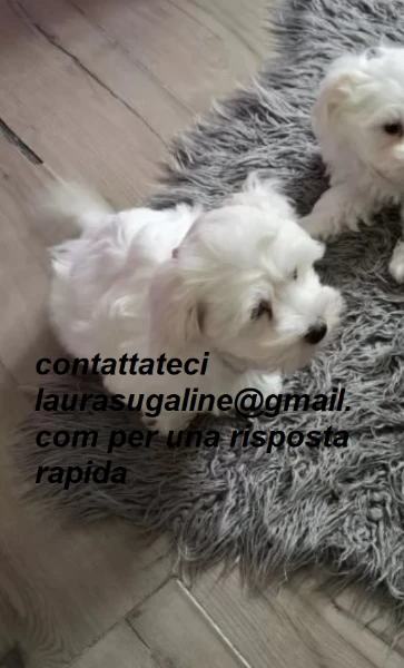 piccolissima cuccioli di maltes bellissimi per l'adozione.