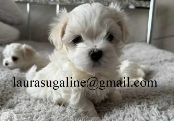 piccolissima cuccioli di maltes bellissimi per l'adozione. | Foto 4