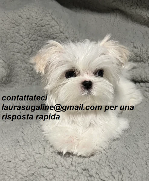 piccolissima cuccioli di maltes bellissimi per l'adozione. | Foto 2