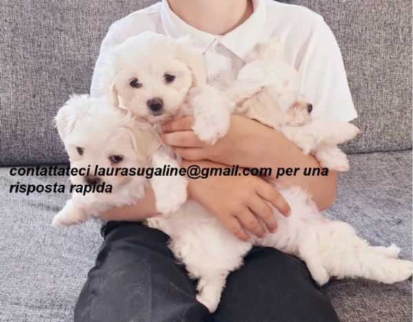 piccolissima cuccioli di maltes bellissimi per l'adozione. | Foto 1