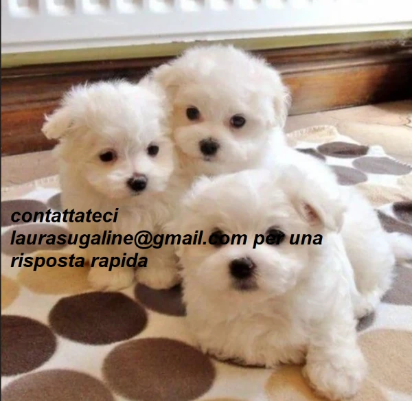 piccolissima cuccioli di maltes bellissimi per l'adozione. | Foto 0