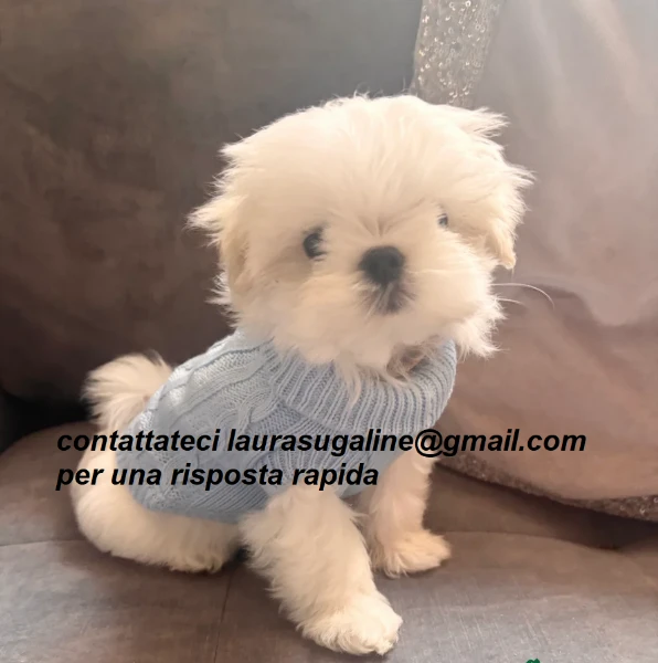piccolissima cuccioli di maltes bellissimi per l'adozione. | Foto 3