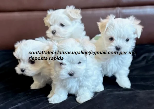 piccolissima cuccioli di maltes bellissimi per l'adozione.