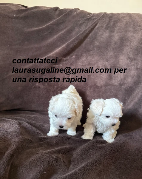 piccolissima cuccioli di maltes bellissimi per l'adozione. | Foto 2