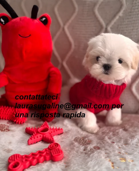 piccolissima cuccioli di maltes bellissimi per l'adozione. | Foto 1