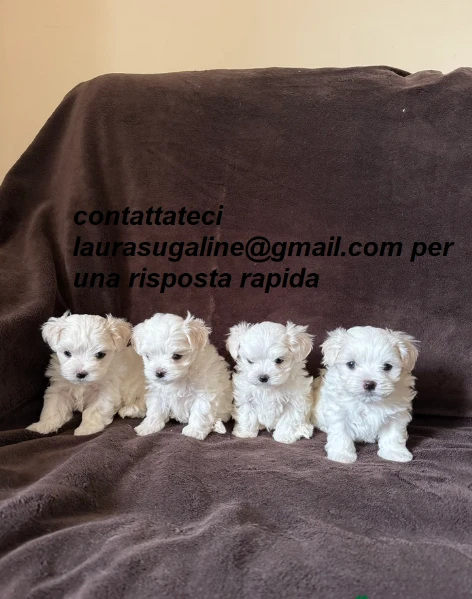 piccolissima cuccioli di maltes bellissimi per l'adozione. | Foto 0