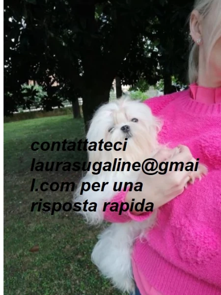 piccolissima cuccioli di maltes bellissimi per l'adozione. | Foto 5