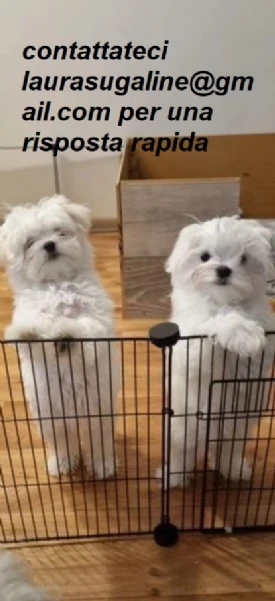 piccolissima cuccioli di maltes bellissimi per l'adozione. | Foto 2