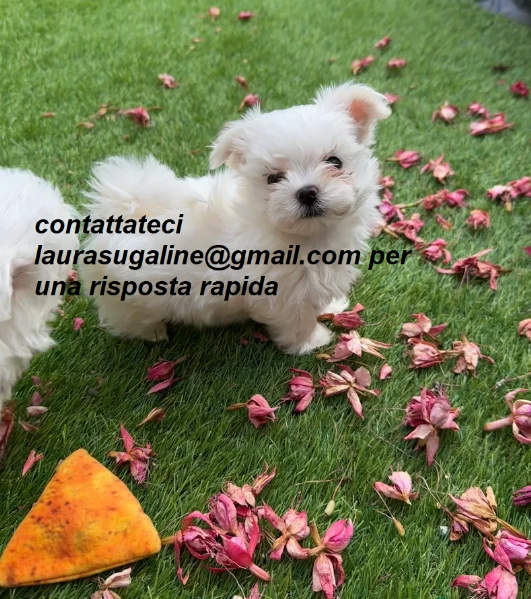 piccolissima cuccioli di maltes bellissimi per l'adozione. | Foto 1