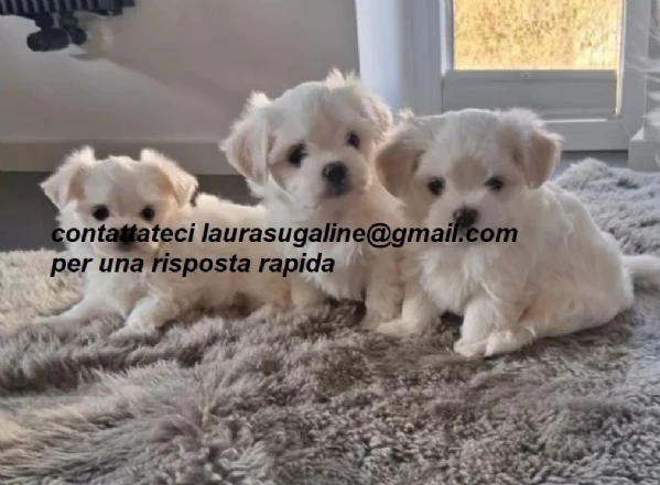 piccolissima cuccioli di maltes bellissimi per l'adozione. | Foto 0