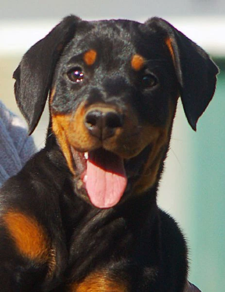 dobermann cuccioli | Foto 3