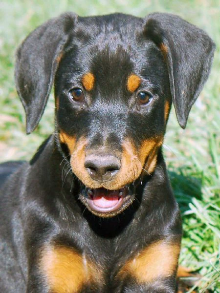 dobermann cuccioli | Foto 2