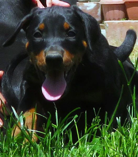 dobermann cuccioli | Foto 0