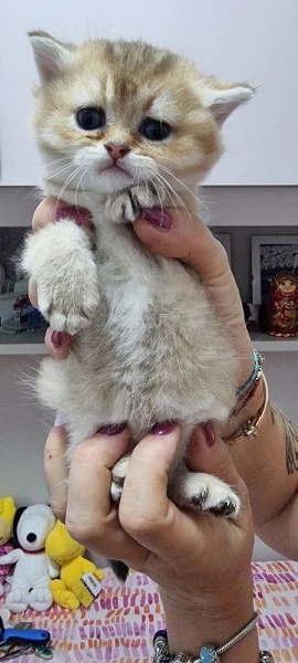 cuccioli scottish in vendita | Foto 4