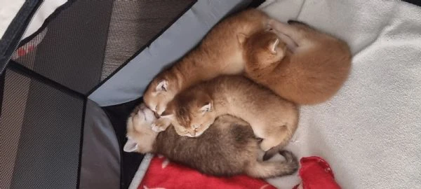cuccioli scottish in vendita