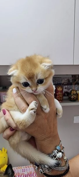 cuccioli scottish in vendita | Foto 3