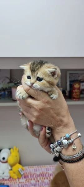 cuccioli scottish in vendita | Foto 2