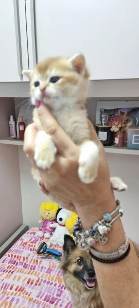 cuccioli scottish in vendita | Foto 1