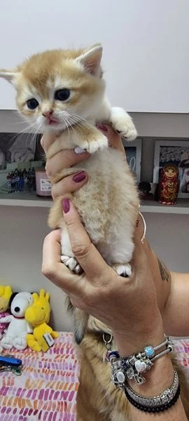 cuccioli scottish in vendita | Foto 0