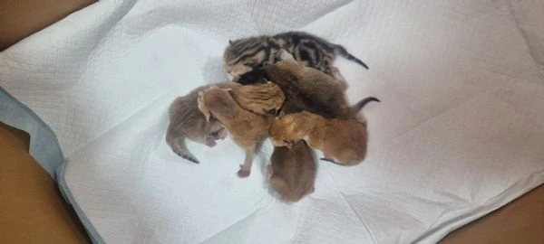 cuccioli scottish in vendita | Foto 4