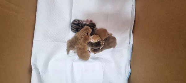 cuccioli scottish in vendita | Foto 3