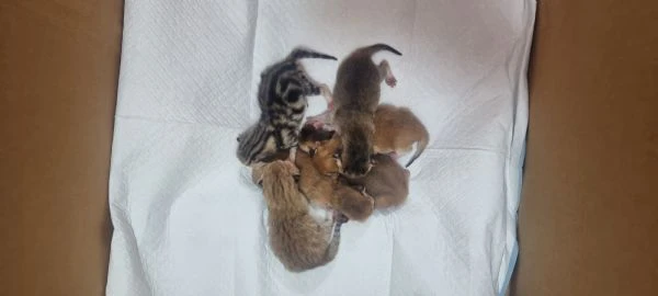 cuccioli scottish in vendita | Foto 2