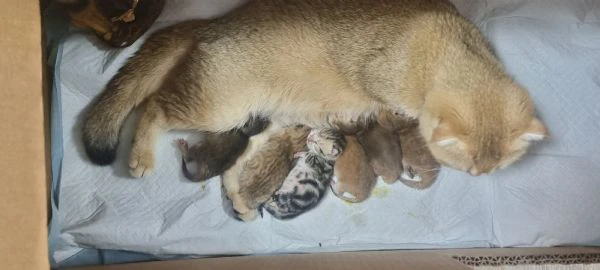 cuccioli scottish in vendita