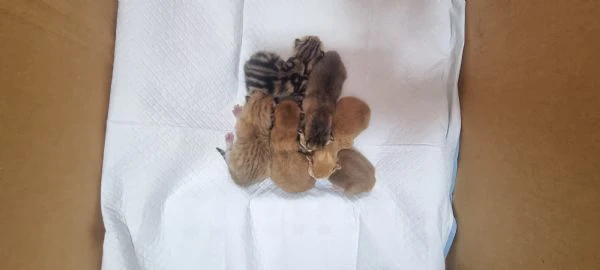 cuccioli scottish in vendita | Foto 1