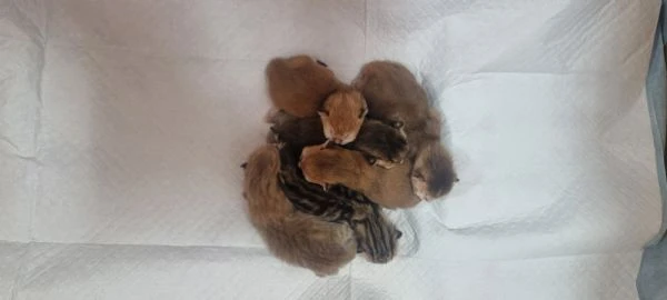 cuccioli scottish in vendita | Foto 0
