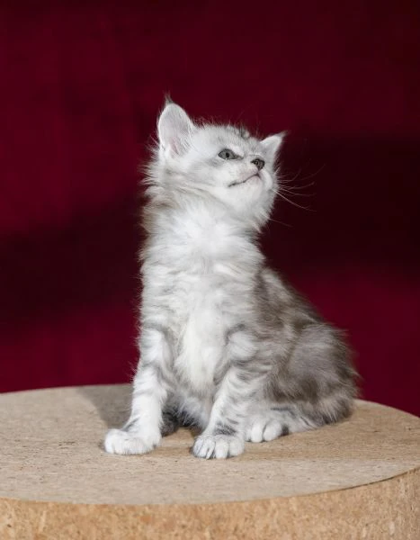 disponibile bellissimo cucciolo di maine coon  | Foto 6
