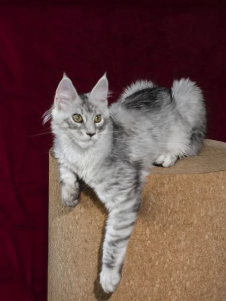 disponibile bellissimo cucciolo di maine coon  | Foto 5