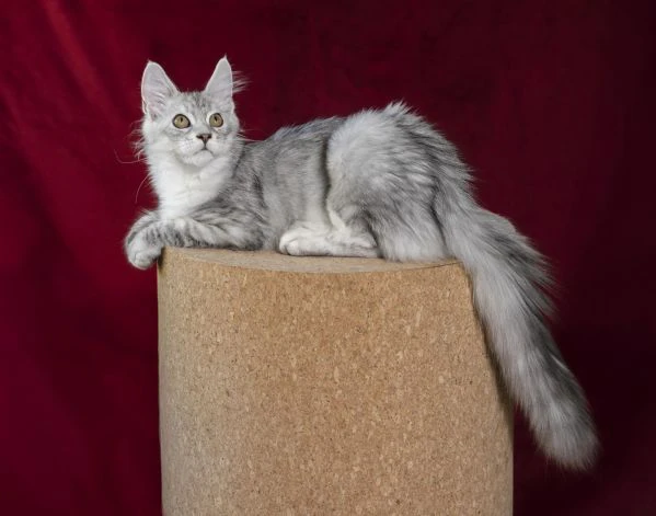 disponibile bellissimo cucciolo di maine coon  | Foto 4