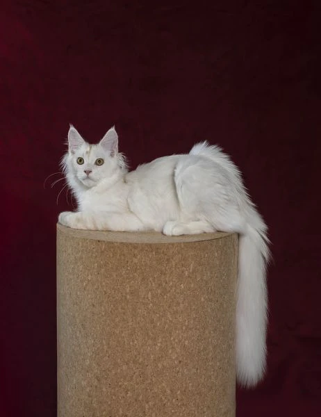 disponibile bellissimo cucciolo di maine coon  | Foto 3