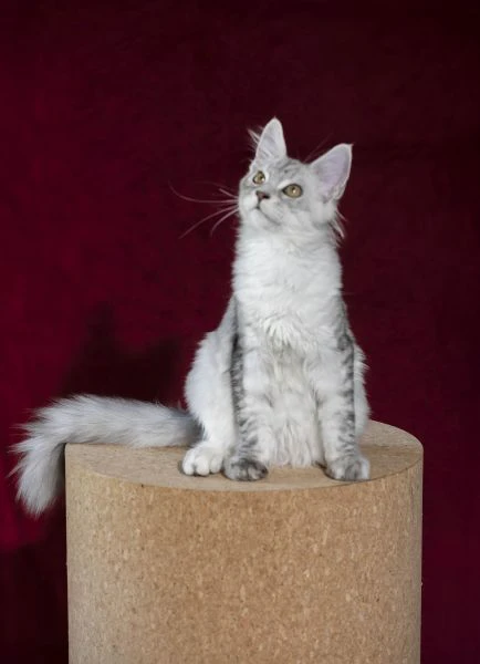 disponibile bellissimo cucciolo di maine coon  | Foto 2