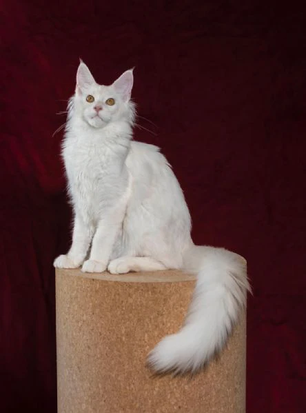 disponibile bellissimo cucciolo di maine coon 