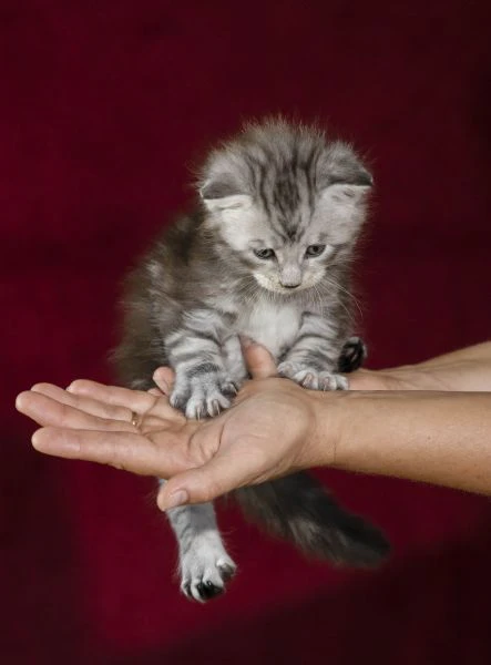 disponibile bellissimo cucciolo di maine coon  | Foto 1